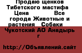Продаю щенков Тибетского мастифа › Цена ­ 45 000 - Все города Животные и растения » Собаки   . Чукотский АО,Анадырь г.